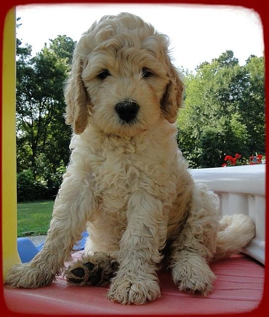 SR pups 7 wks old 9