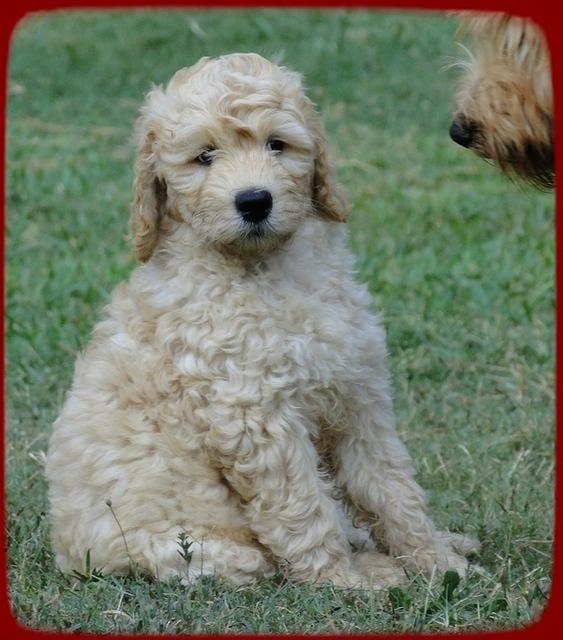 SR pups 8 wks old 62