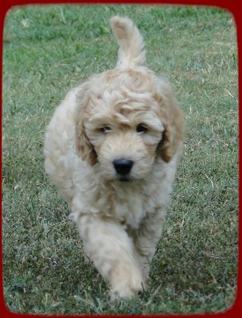 SR pups 8 wks old 63