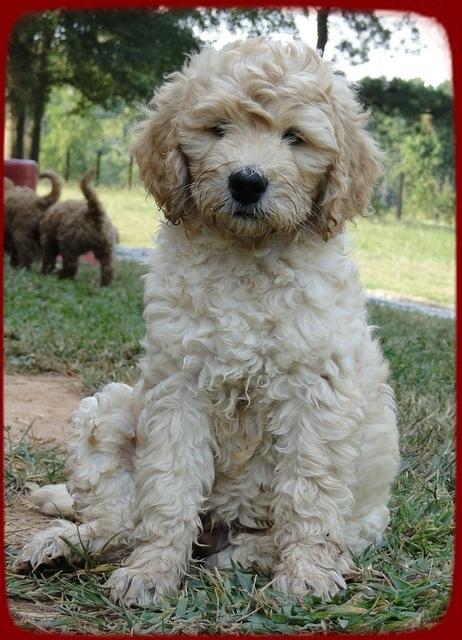 SR pups 8 wks old 64