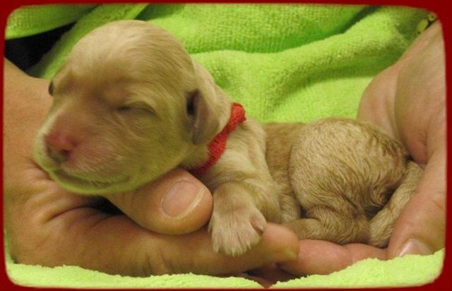 SR pups newborn 13