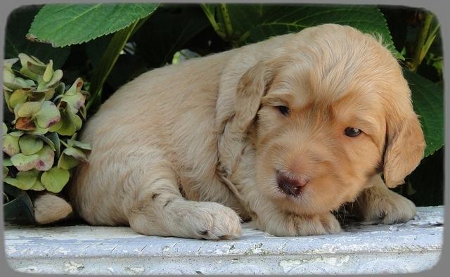 SR pups 3 wks old 31