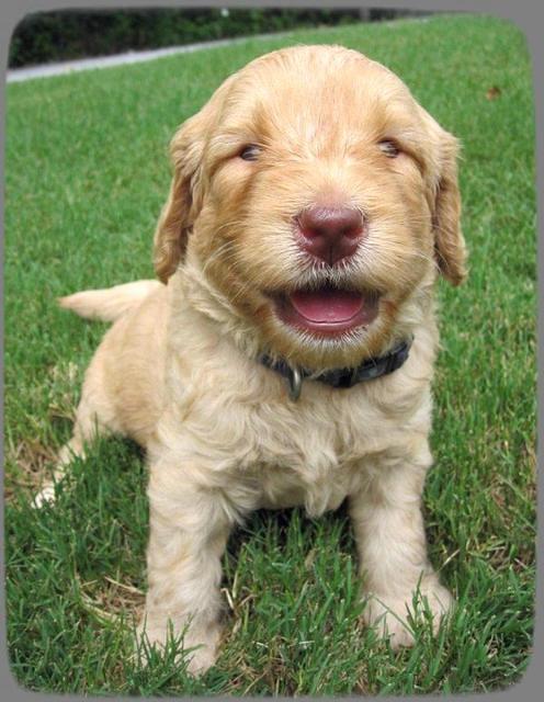 SR pups 4 wks old 24