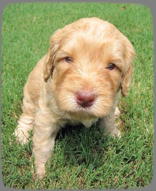 SR pups 4 wks old 26