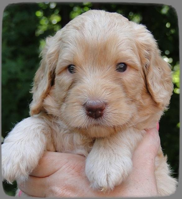 SR pups 4 wks old face 4