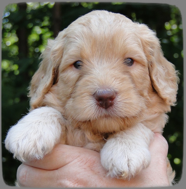 SR pups 4 wks old face 6