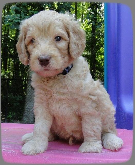 SR pups 5 wks old 26