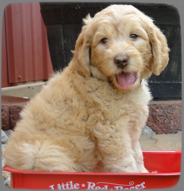 SR pups 6 wks old 42