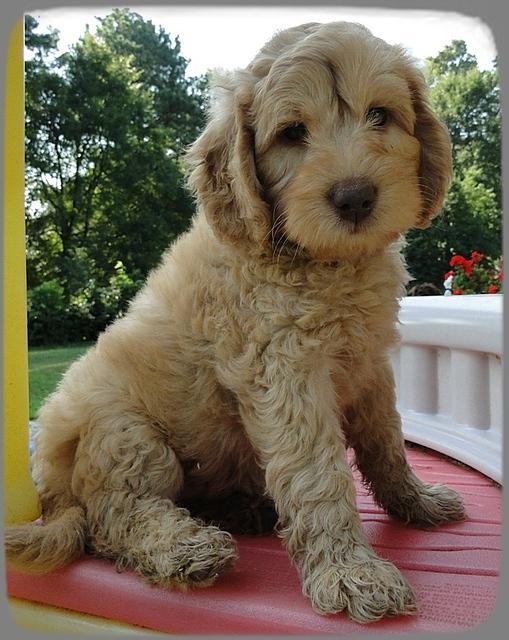 SR pups 7 wks old 3