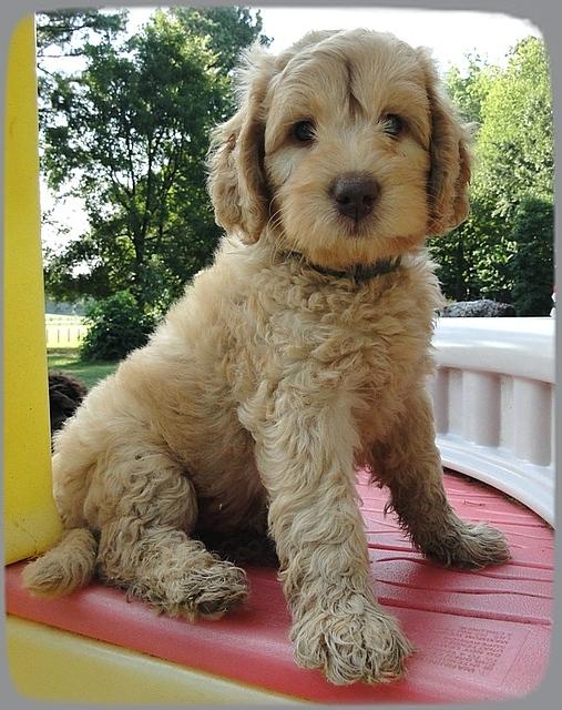 SR pups 7 wks old 5
