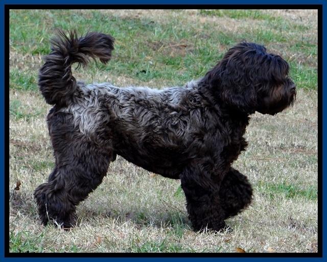 Champion 14 mos old 31