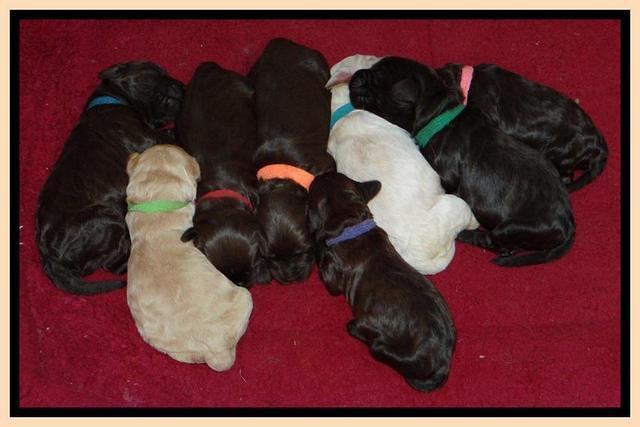 SC pups 1 wk old group 11