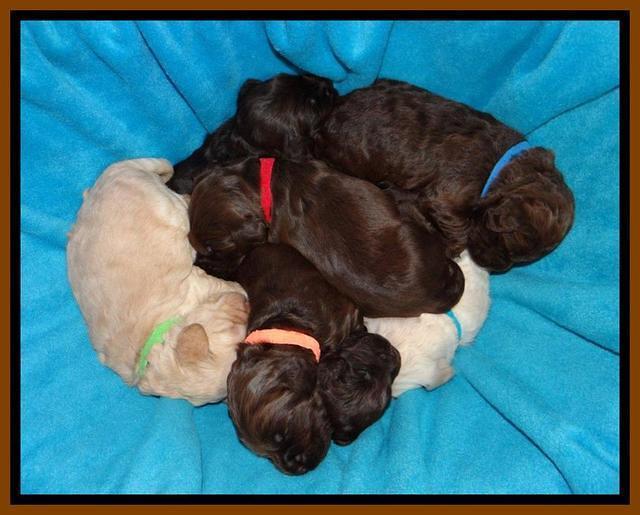 SC pups 2 wks old 11