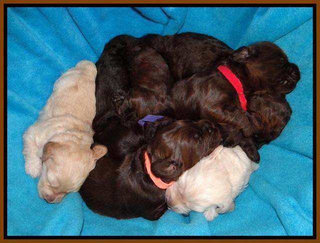 SC pups 2 wks old 21