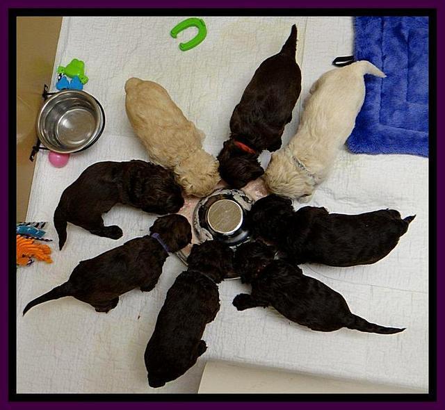 SC pups 4 wks old 20