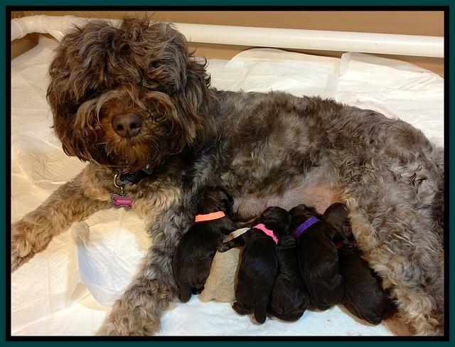 Shelby with 5 of her pups