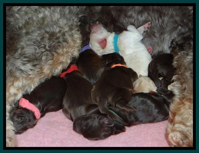 Shelby- Group 1 day (9) (1)