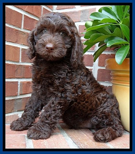 SC  pups 8 wks old 142