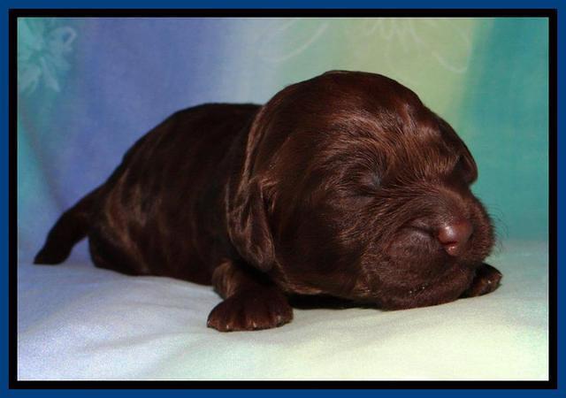 SC pups 1 wk old 11
