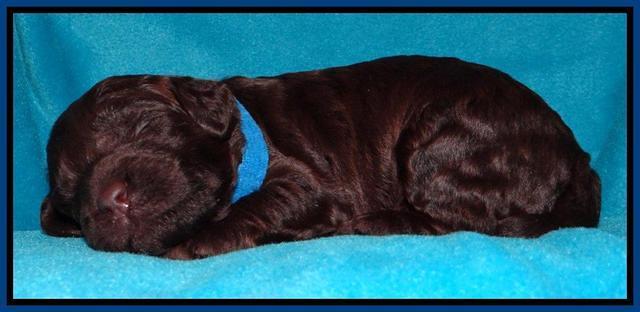 SC pups 2 wks old 401