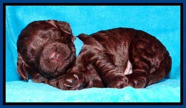 SC pups 2 wks old 411