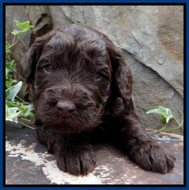 SC pups 3 wks old 11