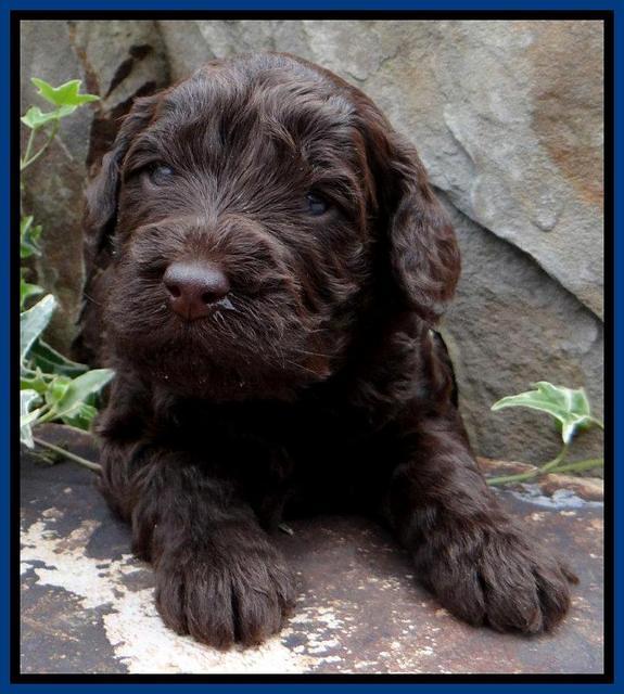 SC pups 3 wks old 21