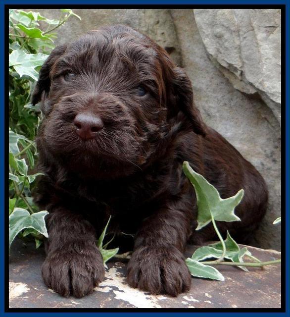 SC pups 3 wks old 31