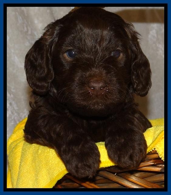 SC pups 4 wks old 41