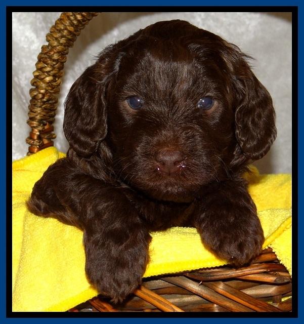 SC pups 4 wks old 61