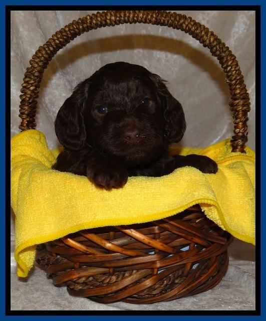 SC pups 4 wks old 71