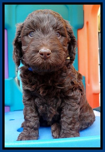 SC pups 5 wks old 50