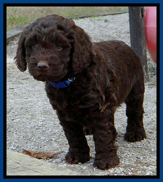 SC pups 6 wks old 371