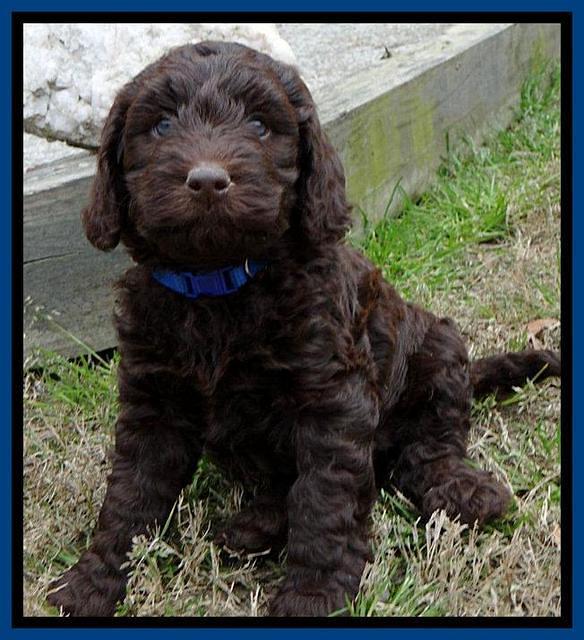 SC pups 6 wks old 381