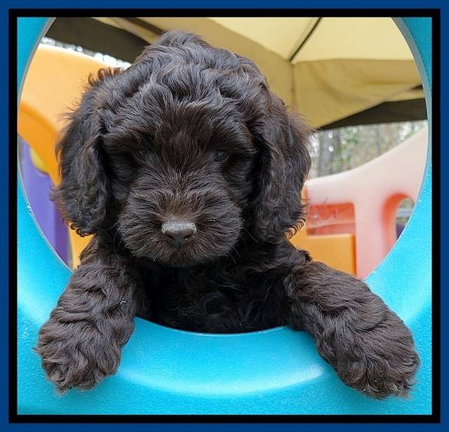 SC pups 6 wks old 401