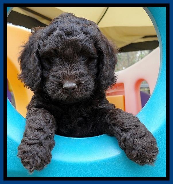 SC pups 6 wks old 411