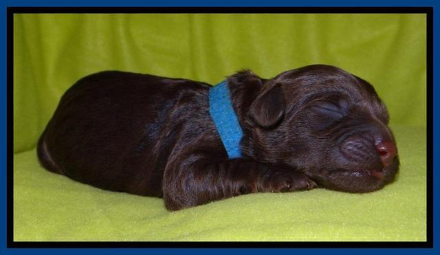  SC pups one day old 31