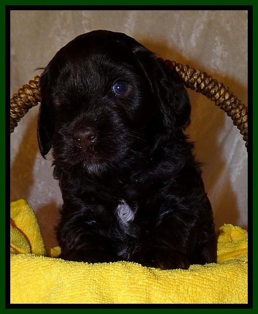 SC pups 4 wks old 241