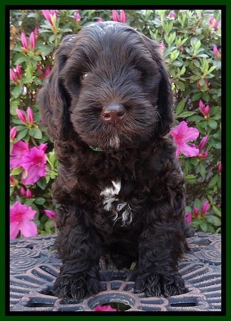 SC pups 7 wks old 170