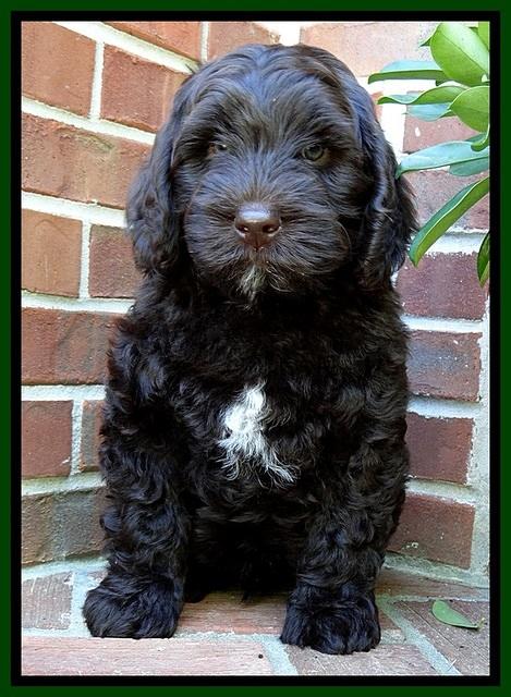 SC pups 8 wks old 50