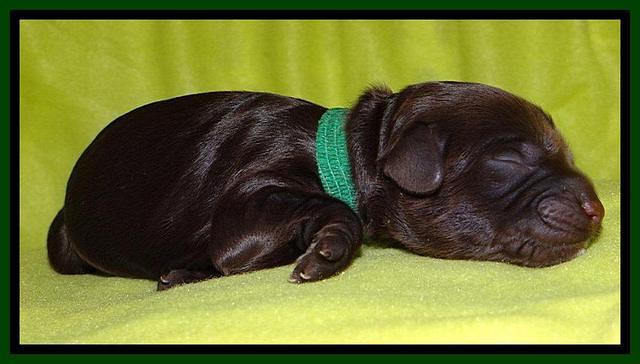  SC pups one day old 181