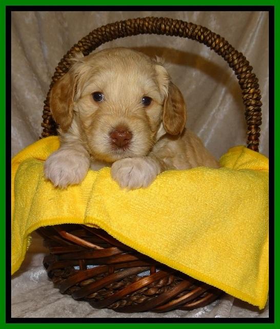 SC pups 4 wks old 361