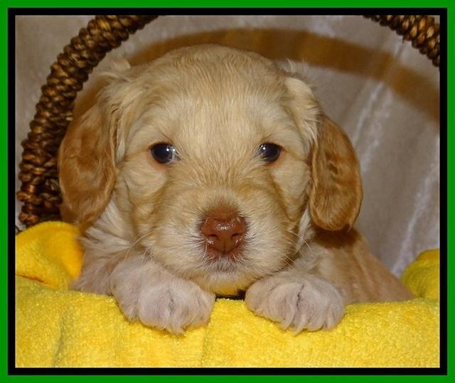 SC pups 4 wks old 381