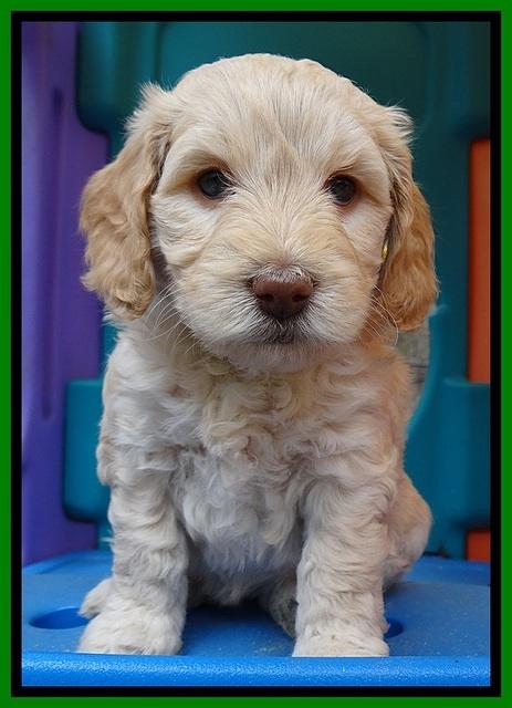 SC pups 5 wks old 200