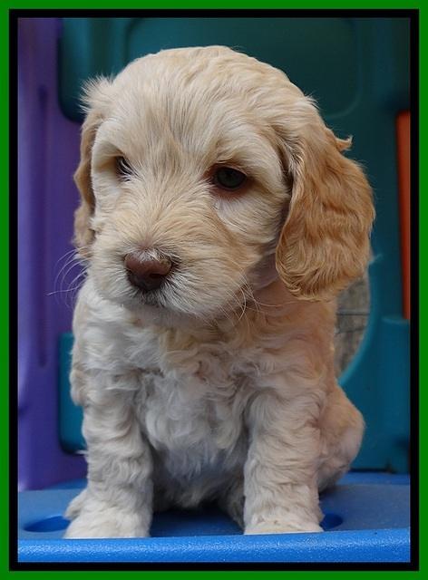 SC pups 5 wks old 210