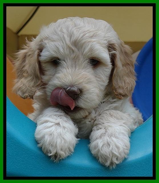 SC pups 6 wks old 21