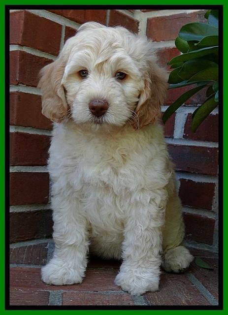SC pups 8 wks old 30
