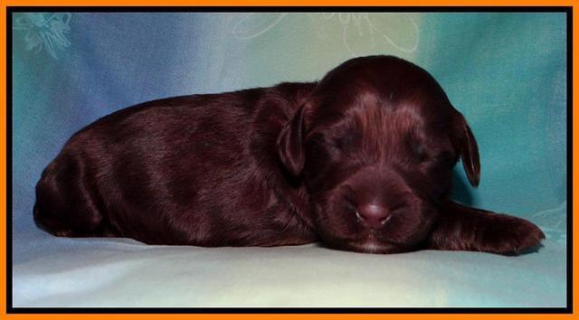 SC pups 1 wk old 251