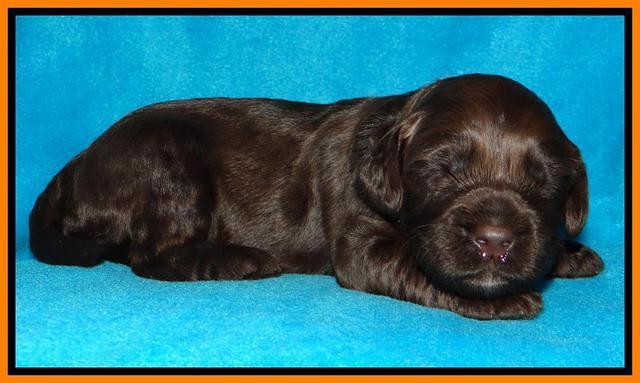 SC pups 2 wks old 191