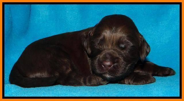 SC pups 2 wks old 231
